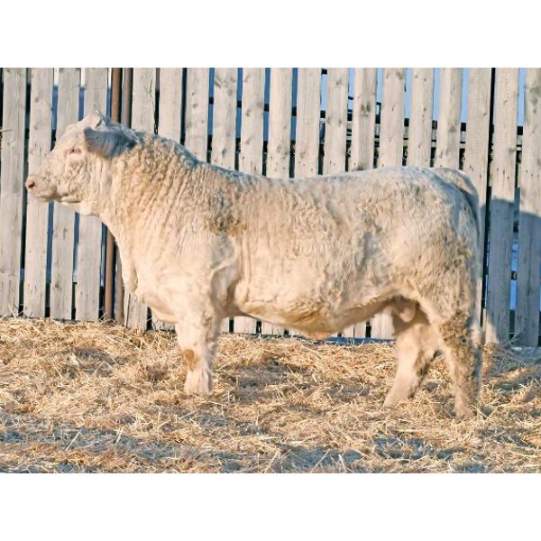 RAWES WESTERNER 294J