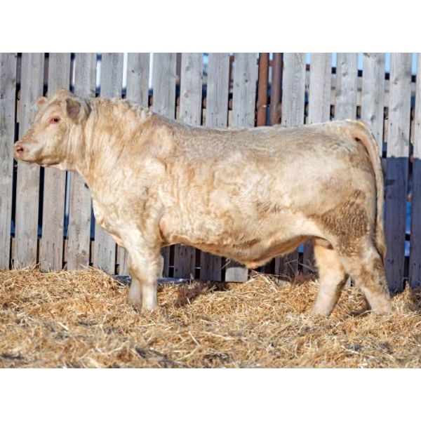 RAWES WESTERNER 485J