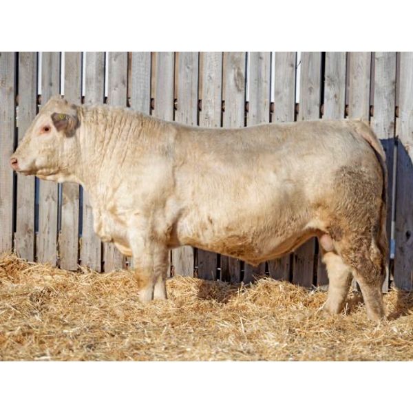 RAWES WESTERNER 490J