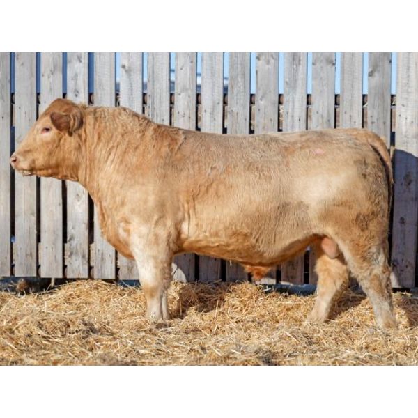 RAWES SIR DALLAS 532J