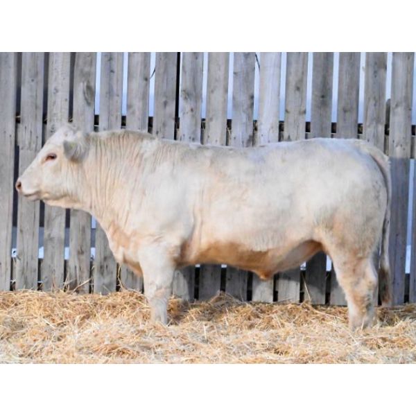 RAWES GOLD BUTTE 598J