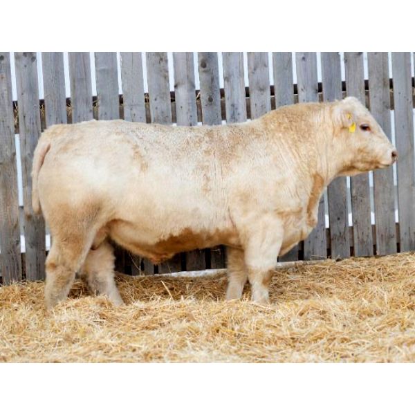 RAWES GOLD BUTTE 633J