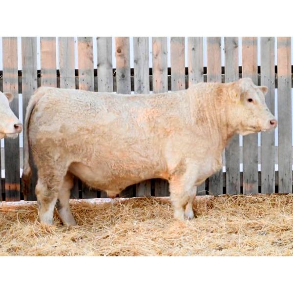 RAWES WESTERNER 637J