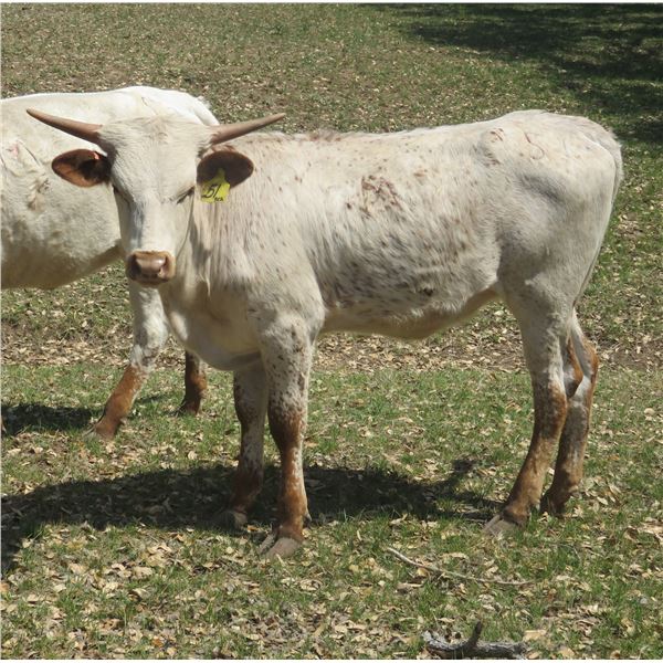 RM Check the Roses 51