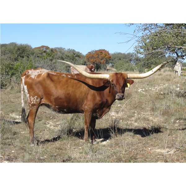 RM Tejas OK Touch 914