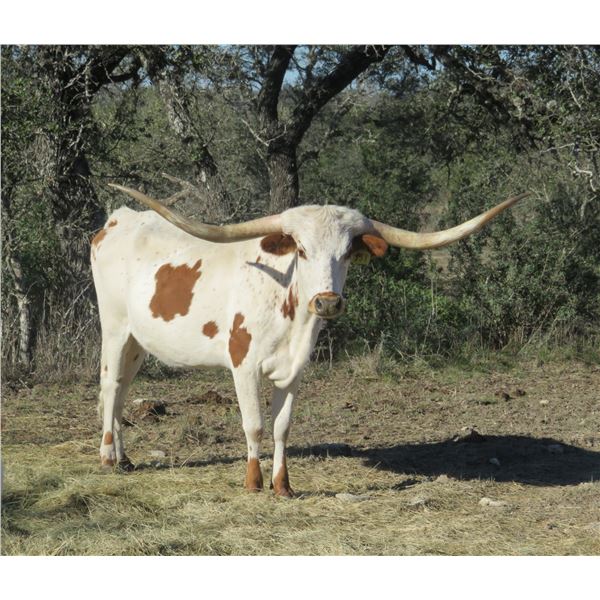 RM Iconic Caliber 951