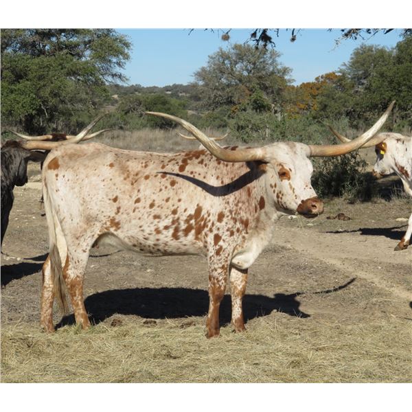 RM Checkered Beauty 959