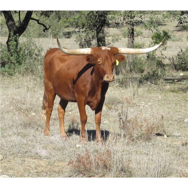 RM Icons Sunny Girl 4