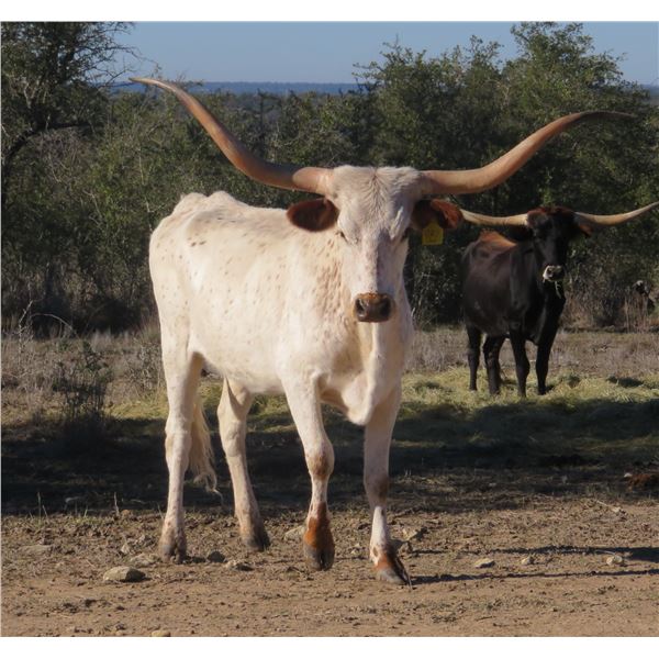 RM Cadillac Icon 981