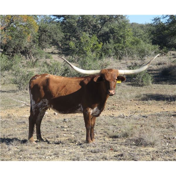 RM Cheyenne Hopes 928