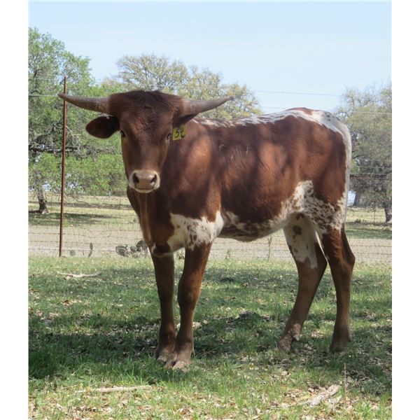 RM Fearless Hopes 54