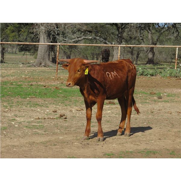 RM Illusion of Stars 62