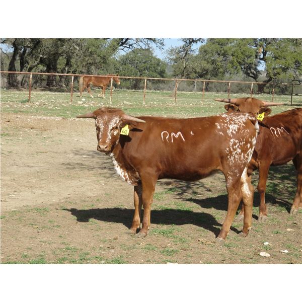 RM Many Mellow Edges 60