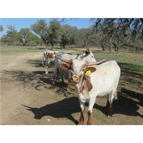 RM Kings Treasure 52