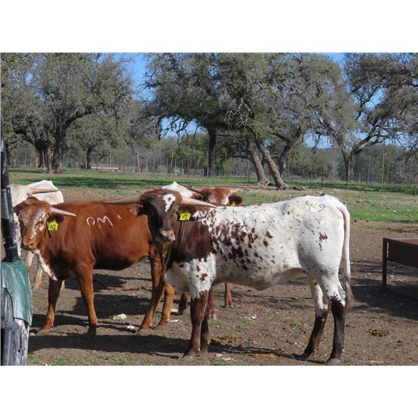 RM Rose of the Hills 49