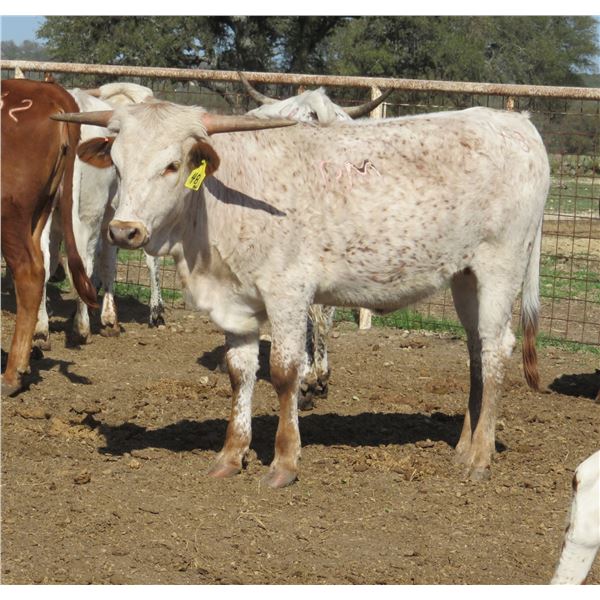 RM Illusion of Cactus 48