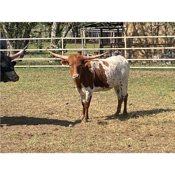 RM Check the Stars 33