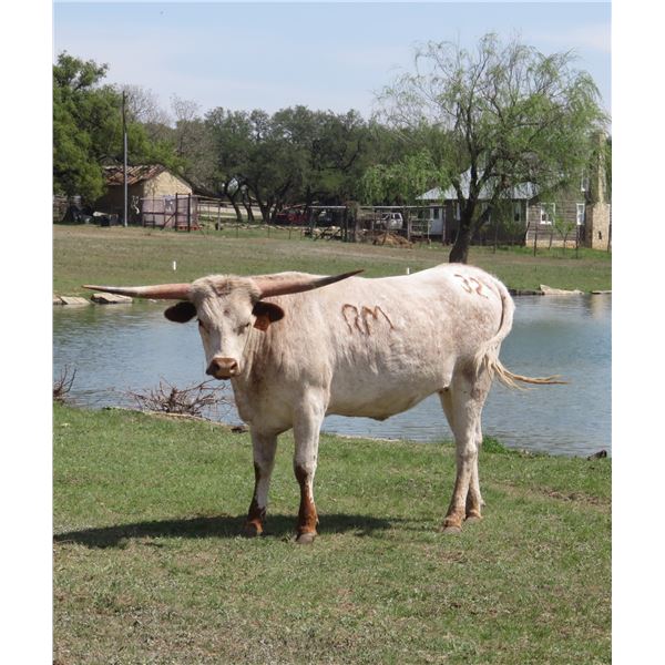 RM Emily's Illusion 32