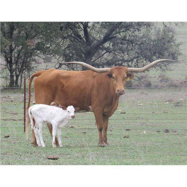 RM Van Horne Hopes 889