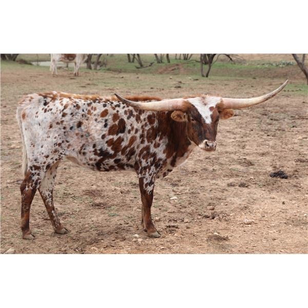 TR Ventura Workin Girl