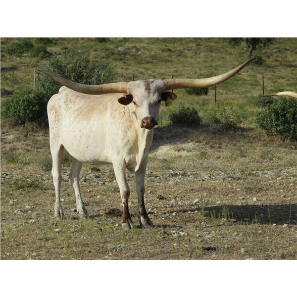 GLR MONACO'S LUCKY LADY