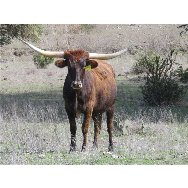 RM Sweet Jubilee 918