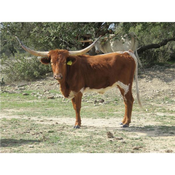 RM Jubilee Hopes PH 915