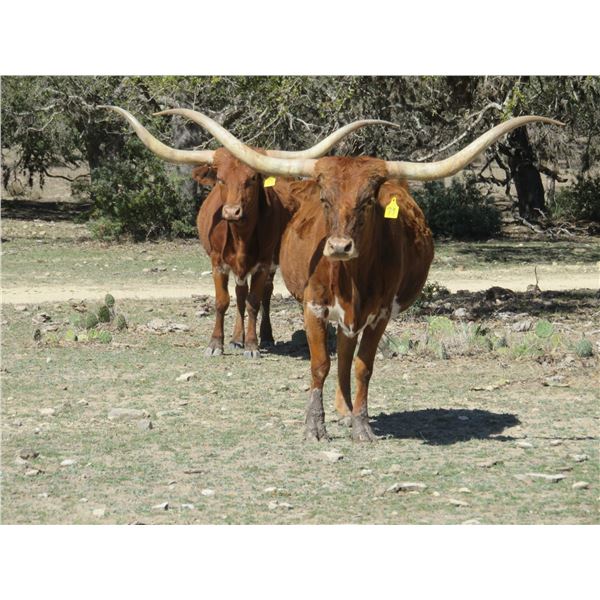 HH COACH'S AUSSIE PH 79