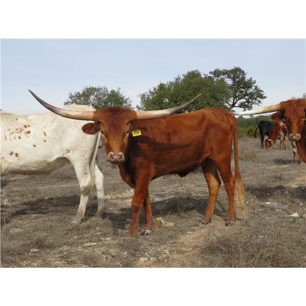 RM Magnum Jubilee 936