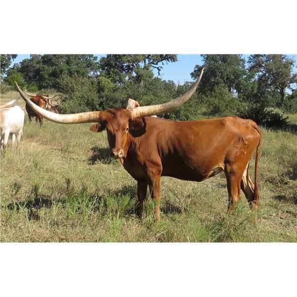 Regale Me With Stars PH 117