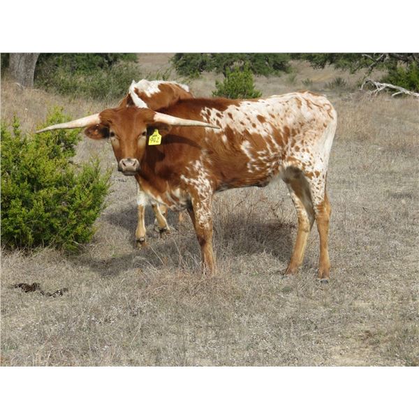 RM Godiva Jubilee 942