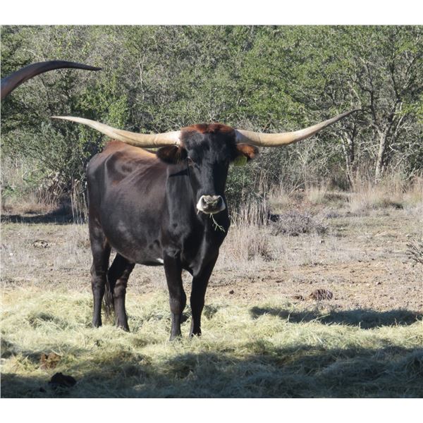 RM Iconic Jubilee 957