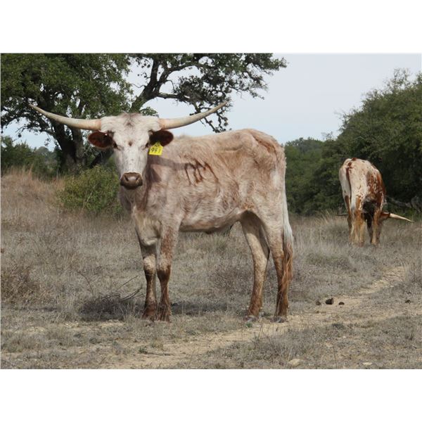 RM Cactus Rip Saw 941