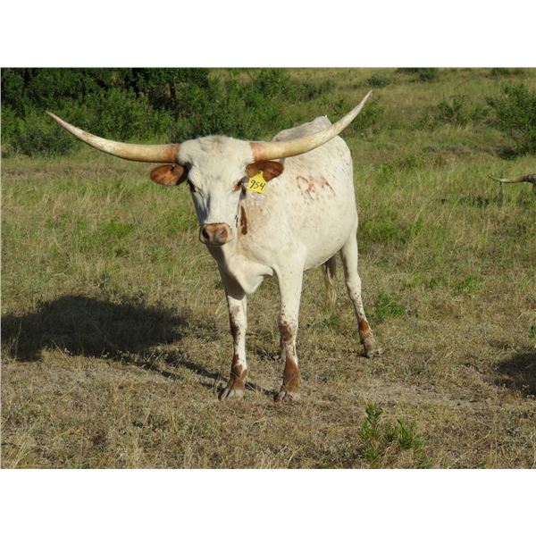 RM Touchdown Stardoe 954