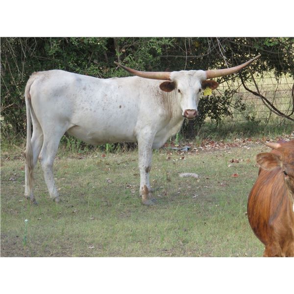 RM Houdini Hopes 932