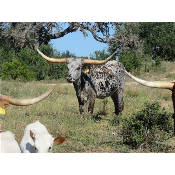 RM Savage Jubilee 953