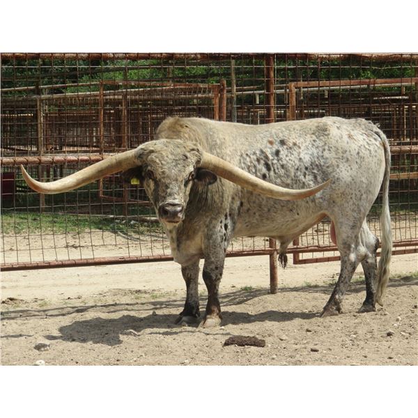 RM Fearless Illusion 960