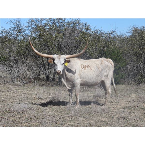 RM Painted Mellow 974