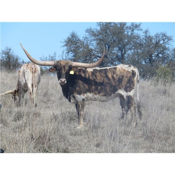 RM Iconic Brindle Girl 979