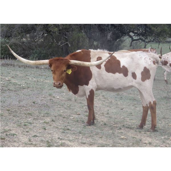 RM Touchdown Tari 963