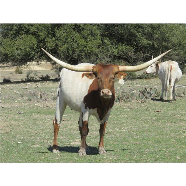 HL HOPE FOR WEDDING VOW