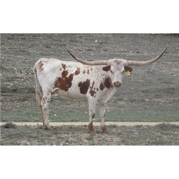 RM Sexy Icon lady 977