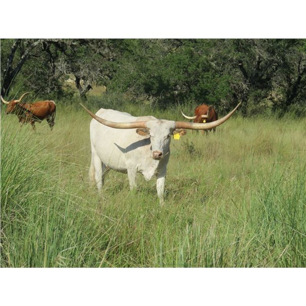 SUB LOT - RM Touchdown Safari 911