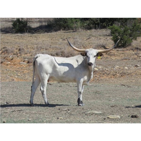 RM Icons Cowgirl 995