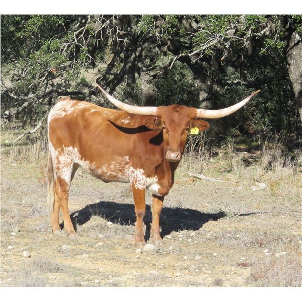 RM Beastly Sweets 21