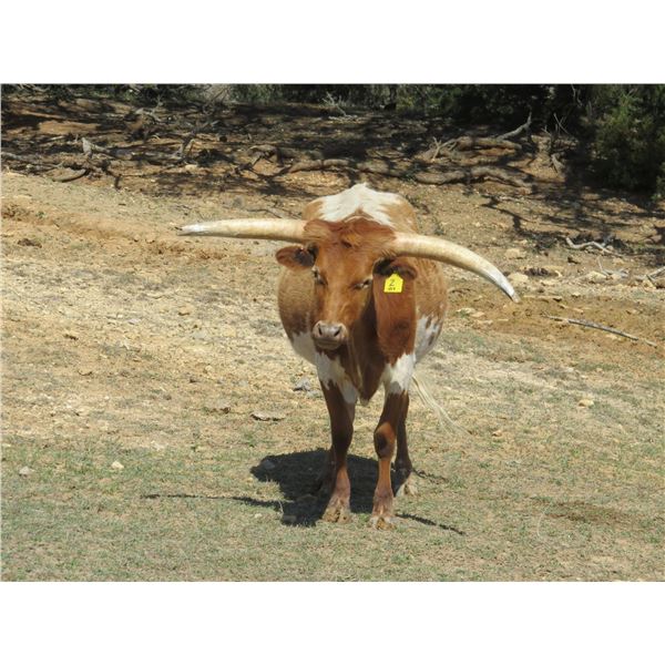 RM Eyes on the Beast 2