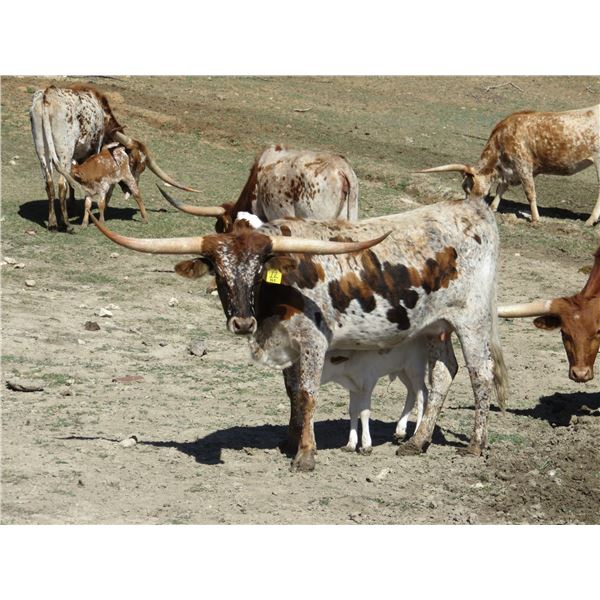 RM Icons Jubilee Girl 12