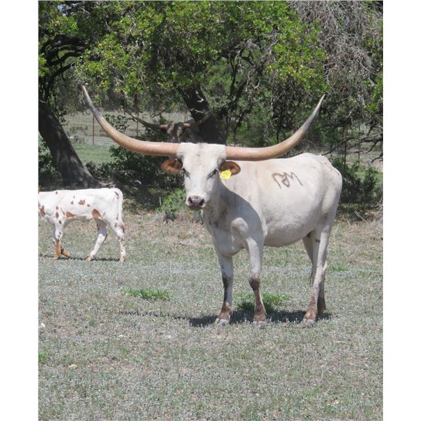 SCRATCH - RM Icons Cactus 994