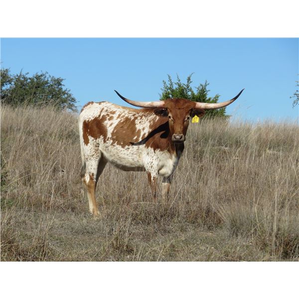 RM Cowgirls Caddy 17