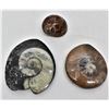 Image 1 : 3 Fossils